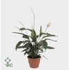 Spathiphyllum Verdi 17Ø 70cm 4fl