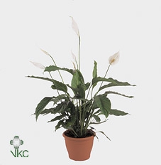 Spathiphyllum Verdi 17Ø 70cm 4fl
