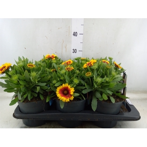 Gaillardia aristata