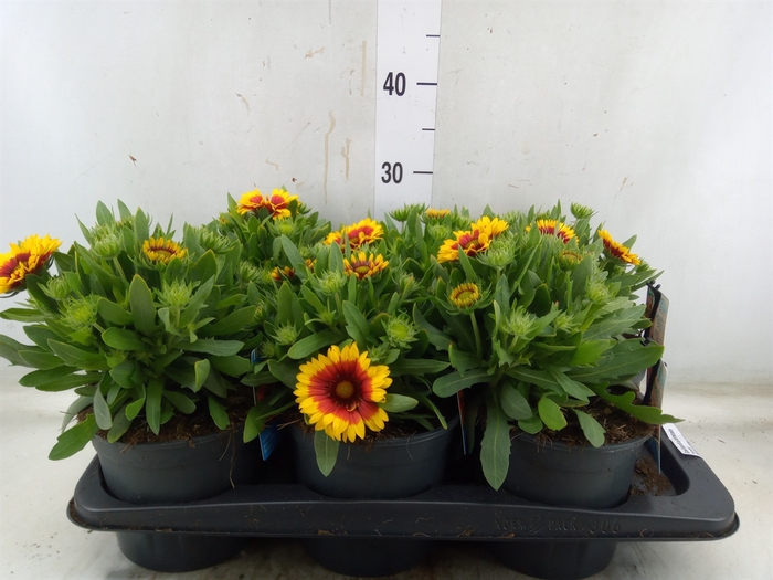 <h4>Gaillardia aristata</h4>