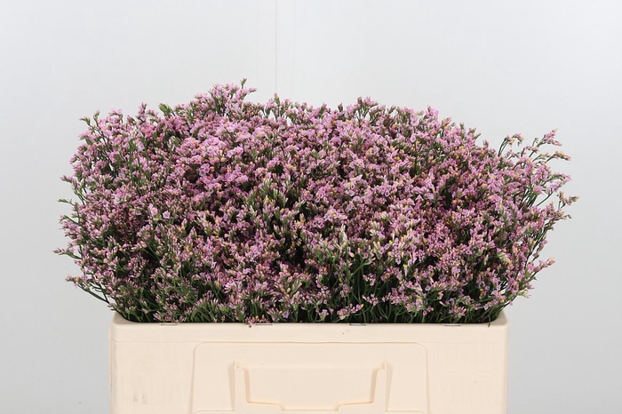 <h4>Lim Sin Blush Dia</h4>