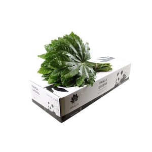 Aralia Super Panda Greens