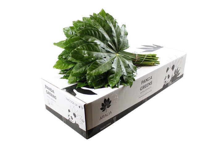 <h4>Aralia Super Panda Greens</h4>