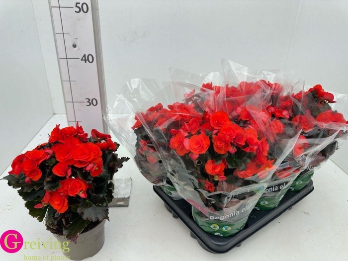 <h4>BEG DU MOCCA ORANGE</h4>