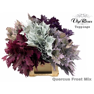 Quercus Frost Mix
