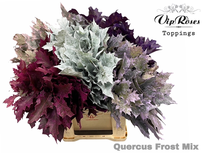 <h4>QUERCUS FROST MIX</h4>