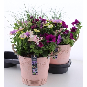 ARR TUINPLANTEN