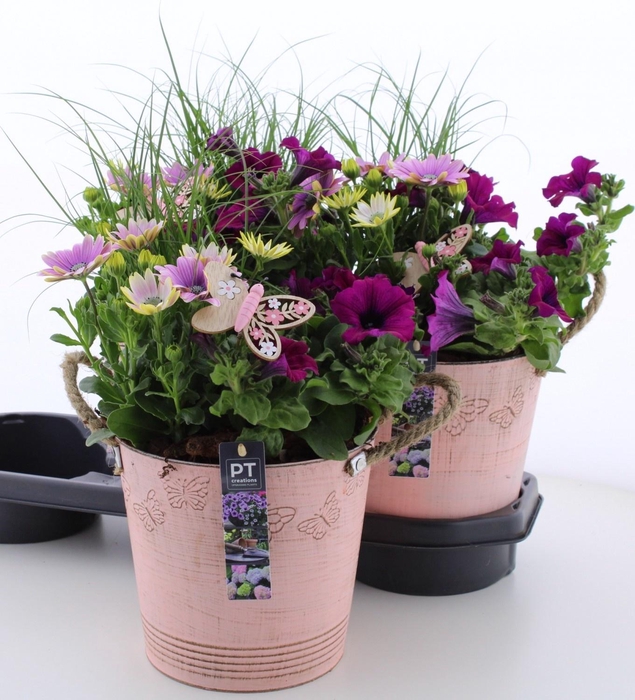 <h4>ARR TUINPLANTEN</h4>