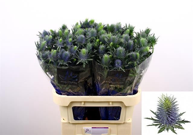 <h4>ERYN SUPERNOVA QSTAR</h4>