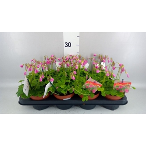 Oxalis bowiei 'Amarantha'