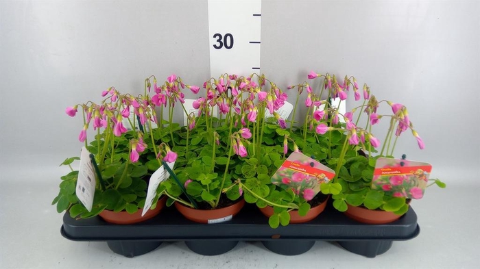<h4>Oxalis bowiei 'Amarantha'</h4>
