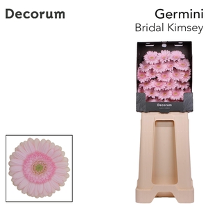 Germini Bridal Kimsey Diamond