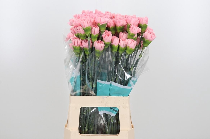 <h4>Di St Aisha</h4>