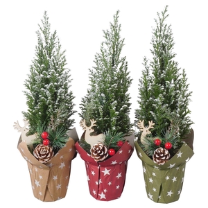 PTK25118 Ellwoodii met sneeuw in papieren potcover mix met deoratie