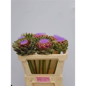 Cynara Sc Green Globe Bloei