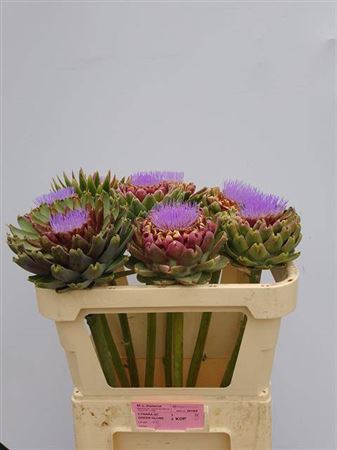 <h4>Cynara Sc Green Globe Bloei</h4>