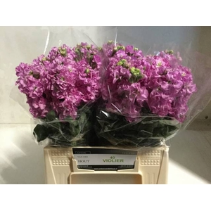 MATTH IMPALA PINK