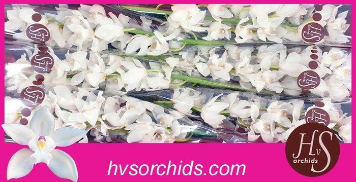 <h4>CYMB T POMPEI 80 CM</h4>