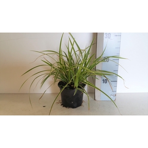Carex oshimensis Goldband
