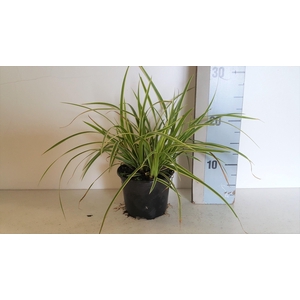 Carex oshimensis Goldband
