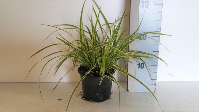 <h4>Carex oshimensis Goldband</h4>