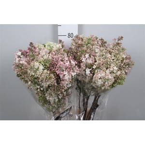 Syr Hy Maidens Blush 4+