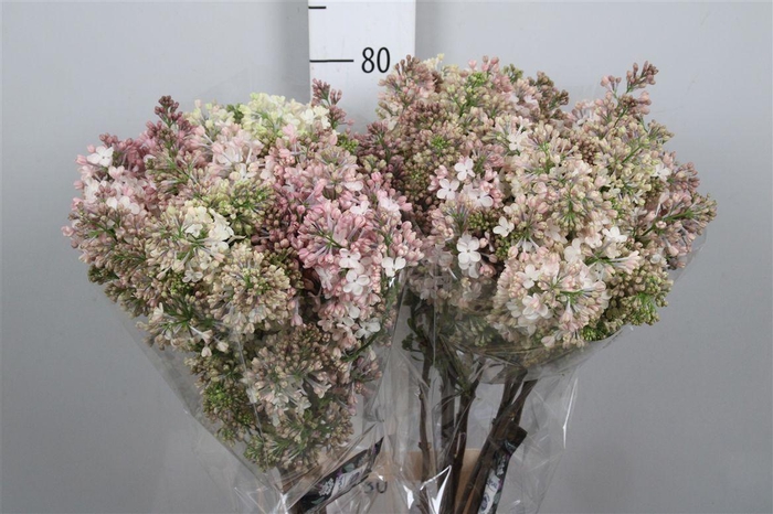 <h4>Syr Hy Maidens Blush 4+</h4>