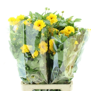 Ran Nat Moderna Sorrento