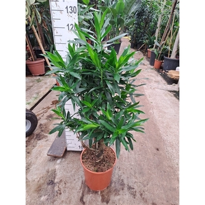 Dracaena Reflexa Pleomele 120