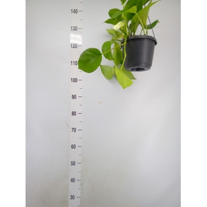 Epipremnum pinn. 'Aureum'  HG
