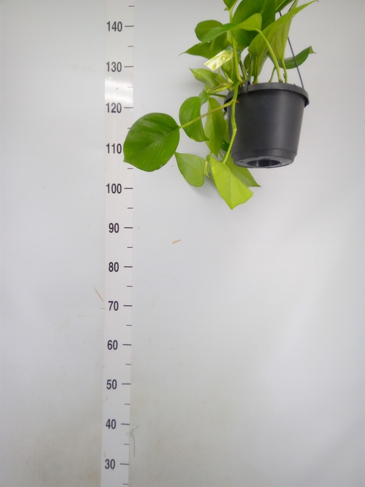 <h4>Epipremnum pinn. 'Aureum'  HG</h4>
