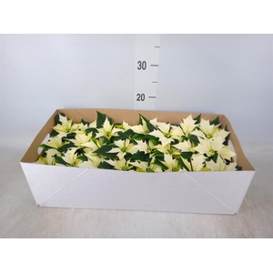 Euphorbia pulc. 'Alaska'