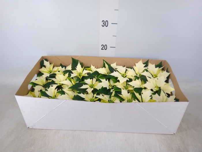 <h4>Euphorbia pulc. 'Alaska'</h4>