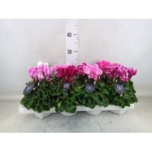 Cyclamen MD   ...patio
