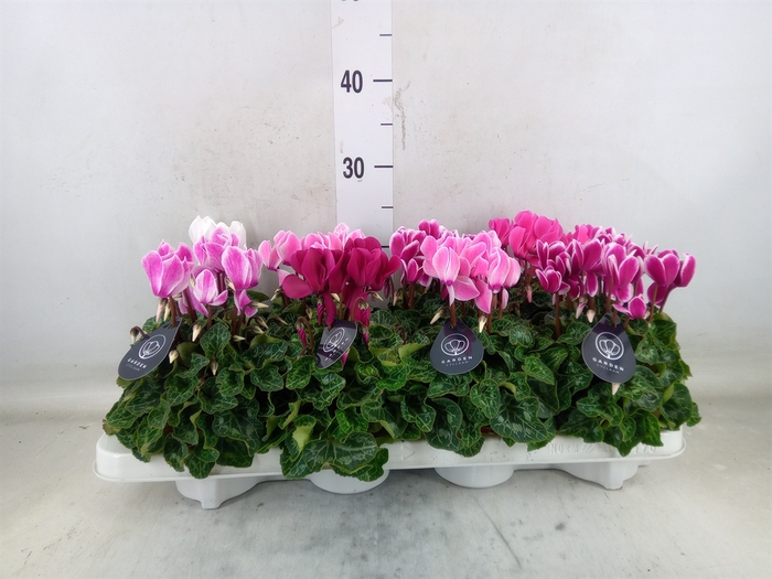 <h4>Cyclamen MD   ...patio</h4>