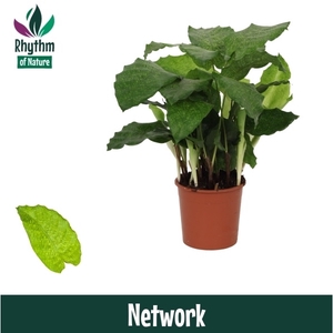 Calathea 14cm Network Rhythm of Nature