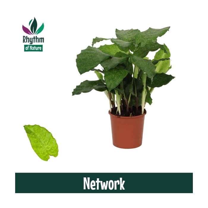 <h4>Calathea 14cm Network Rhythm of Nature</h4>