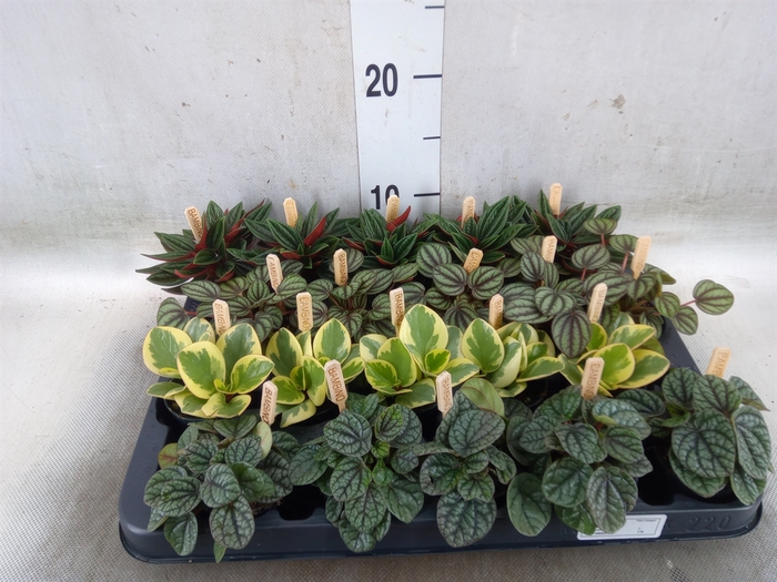 <h4>Peperomia   ...mix</h4>