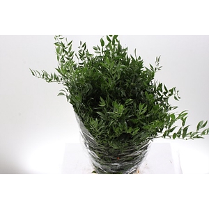 Dec Ruscus Italia Long X4