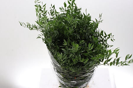 <h4>Dec Ruscus Italia Long X4</h4>