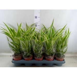 Chlorophytum com.