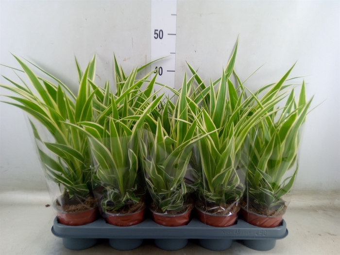 <h4>Chlorophytum com.</h4>