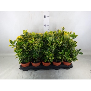 Euonymus japon. 'Aureus'