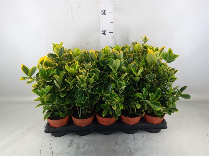 <h4>Euonymus japon. 'Aureus'</h4>