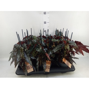 Begonia BD mac. 'Black Forest'