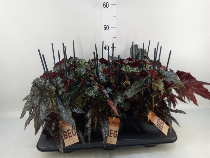 <h4>Begonia BD mac. 'Black Forest'</h4>