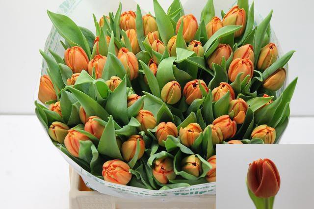 <h4>TU DU LORENZO</h4>