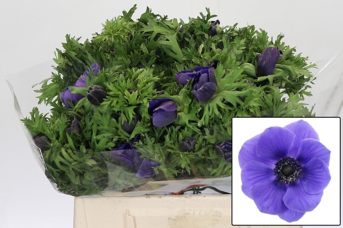 <h4>ANEM CO GALIL BLAUW</h4>