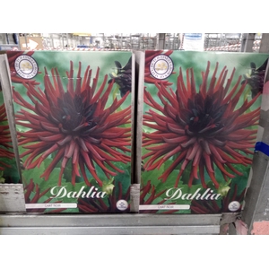 Dahlia   ...flowerbulbs