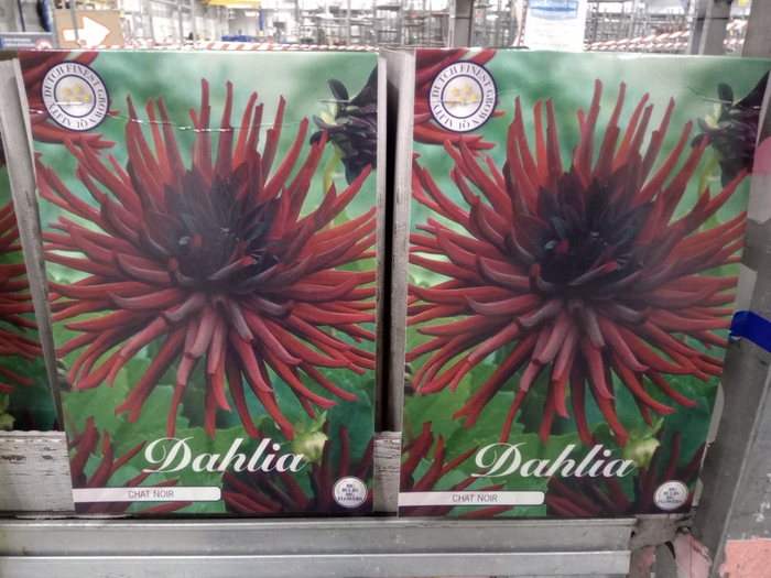 <h4>Dahlia   ...flowerbulbs</h4>